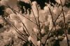 Filename=Jerusalem-snow-3.jpg
Filesize=76KiB
Dimensions=479x319
Date added=Jan 20, 2007 Jerusalem-snow-3.jpg
